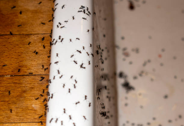 Best Mosquito Control Services  in Troy, AL